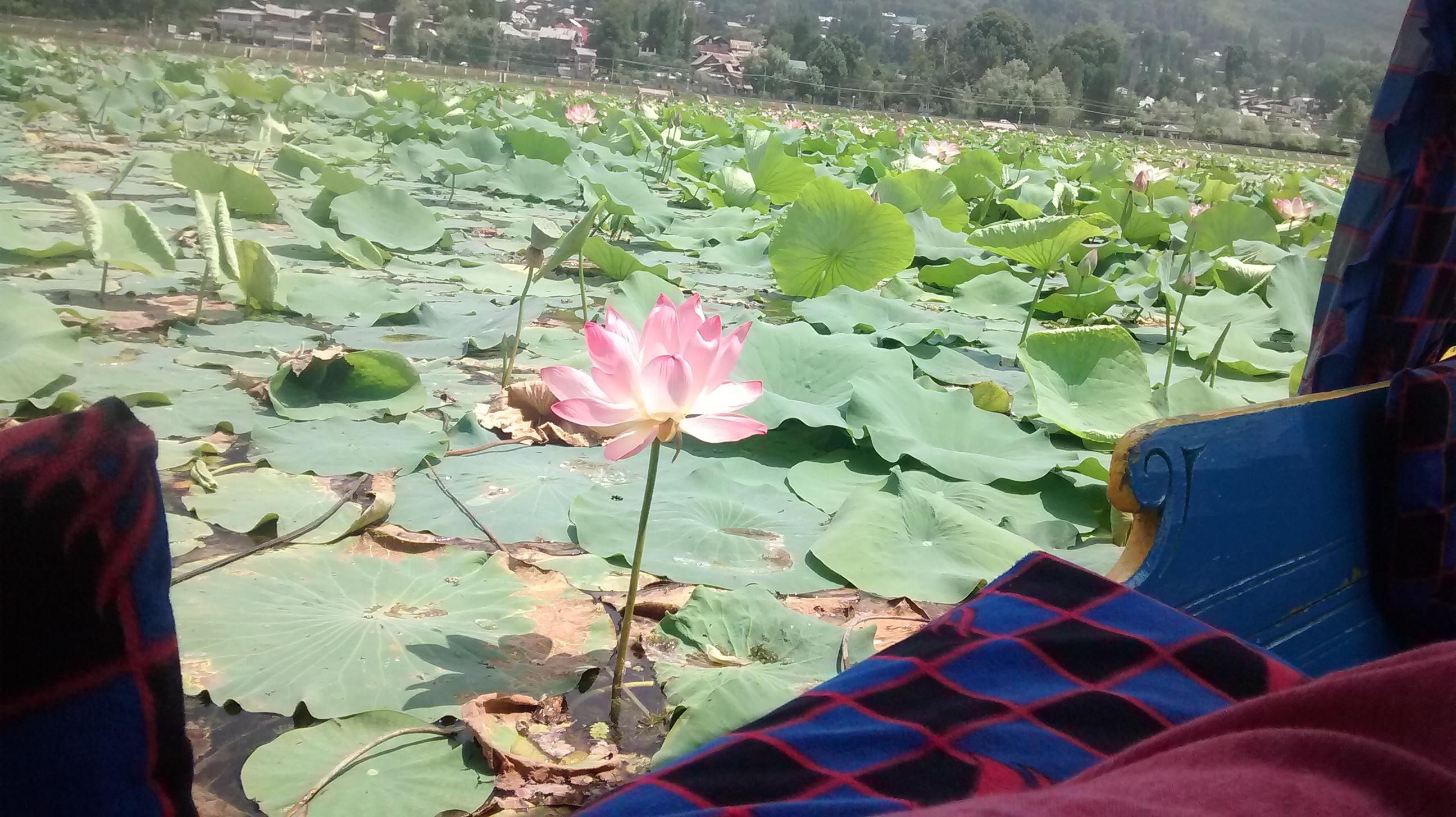 Boat ride at Dal Lake Kashmir